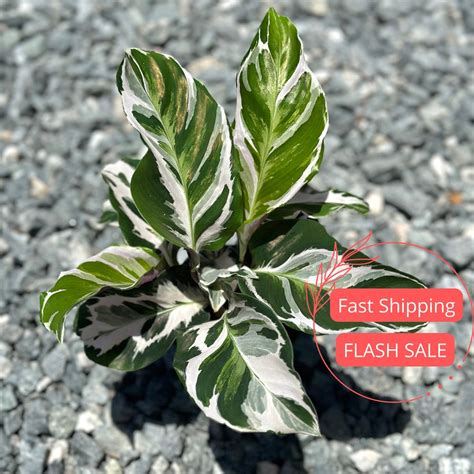 Calathea Stella Lush | Calathea Stella Starter Plant | Rooted Calathea Plant | Pet Safe Plants ...