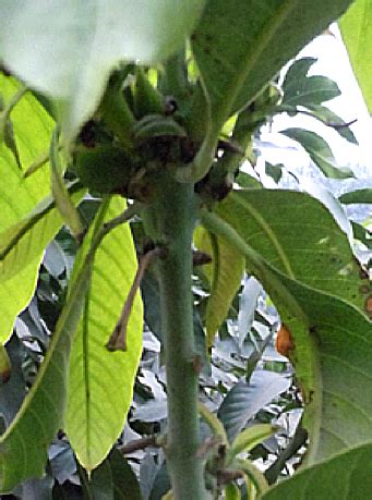 TNAU Agritech Portal :: Crop Protection