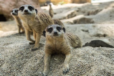 How to Tell If the Zoo You’re Looking to Visit Is Ethical - The Points Guy