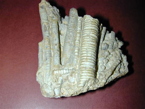 Finished prep of Crinoid stems - Fossil Preparation - The Fossil Forum