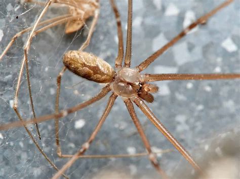 See 6 Spiders That Look Like Daddy Long Legs - A-Z Animals