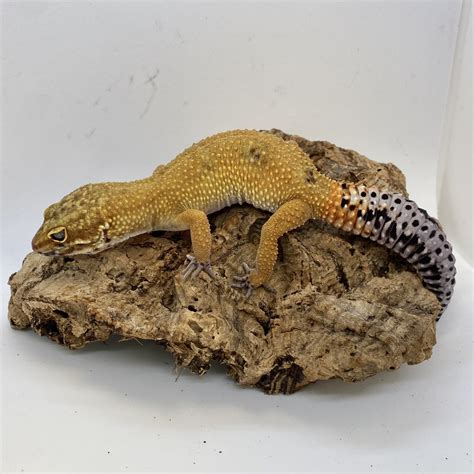 Piebald Leopard Gecko at Lorelei Rios blog
