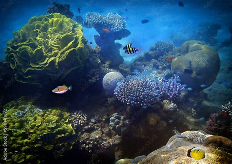 Red Sea 的图像结果