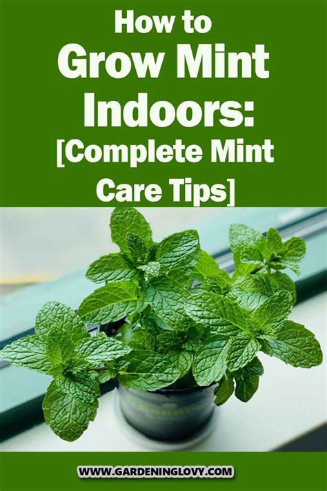 Image result for Mint Tutorial