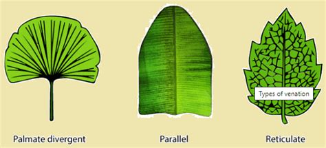Morphology of Flowering Plants - SSC CGL Tier 2 - Study Material ...