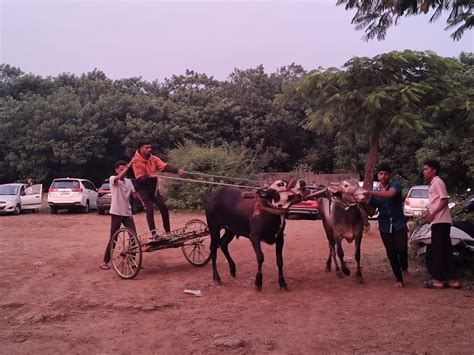 Pune: Activists Raise Alarm Over Bullock Cart Racing Practice at Eco ...
