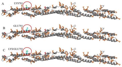 A Novel Mutation in the Stalk Domain of KIF5A Causes a Slowly ...
