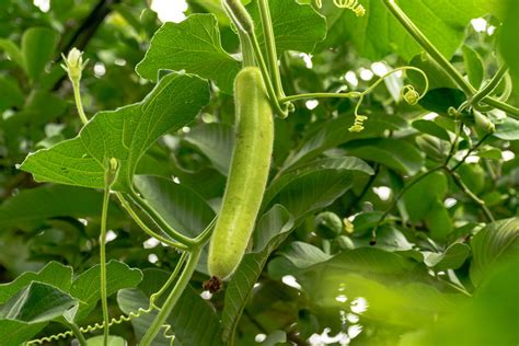 Growing a Variety of Ornamental Gourds