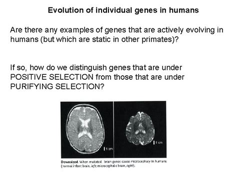Individual Evolution 的图像结果