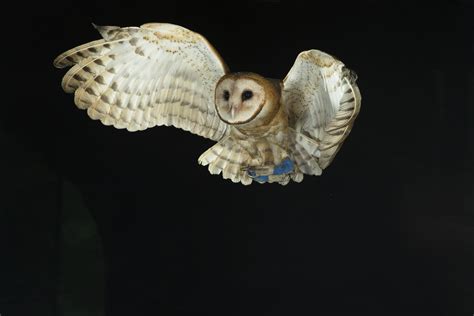 How do owls hunt at night? - Discover Wildlife