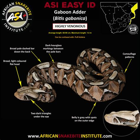 Gaboon Viper Habitat