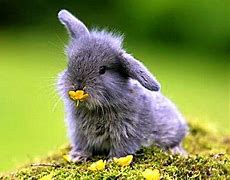 Image result for Baby Bunnies Wallpaper