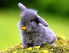Image result for Super Cute Bunny Baby Wallpaper for Laptop