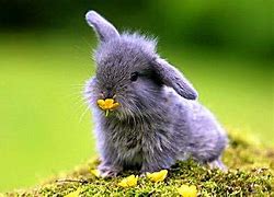 Image result for Super Cute Baby Girl Bunny