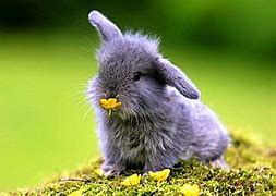 Image result for Cutes Bunny On the Earth Babby