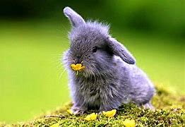 Image result for Adorable Rabbits