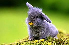 Image result for New Zealand Baby Bunny Black