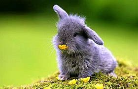 Image result for Baby Bunny