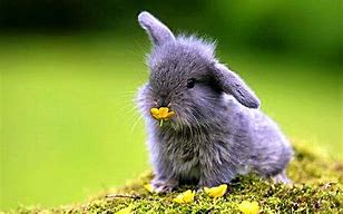 Image result for Playful Baby Bunny Images