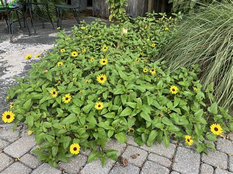 Central Florida Native Plants