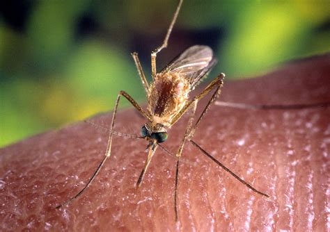 Close Up Of Mosquito: What The Detail Reveals