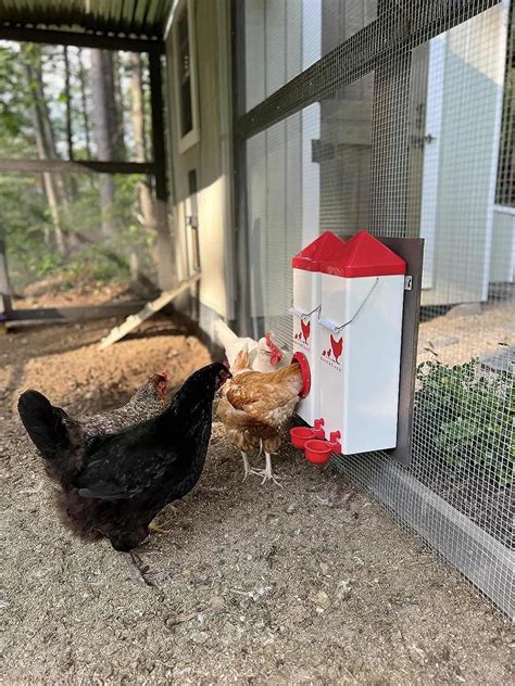 Why Do Chickens Have Wings? (7 reasons you don’t know) – ChickensLife