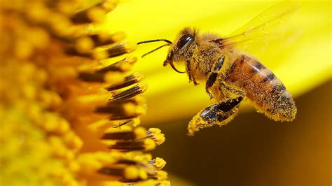 Georgia pollen levels this week. When will pollen peak in GA?