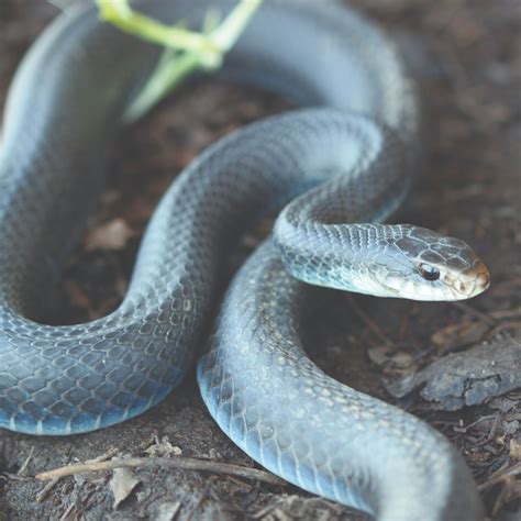 Blue Racer Snake