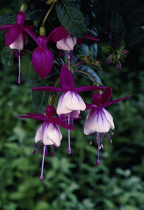 Fuchsia Flower - Database Plants