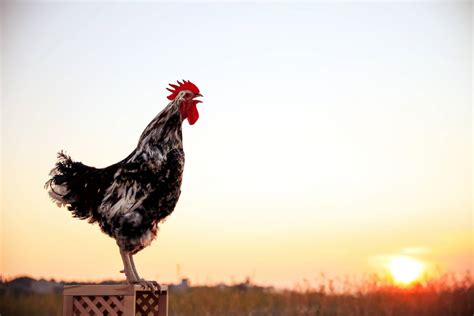What Does A Rooster Do In The Morning at Shelia Meyer blog