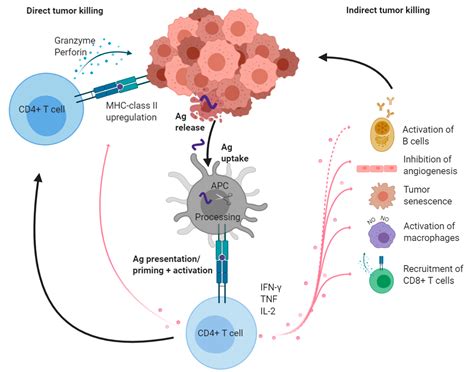 Cytotoxic T Cells Cancer