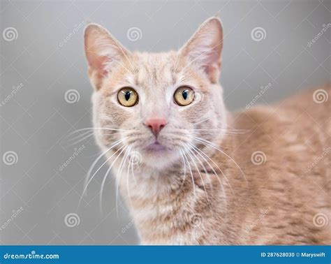 A Buff Tabby Shorthair Cat with a Wide Eyed Expression Stock Photo ...