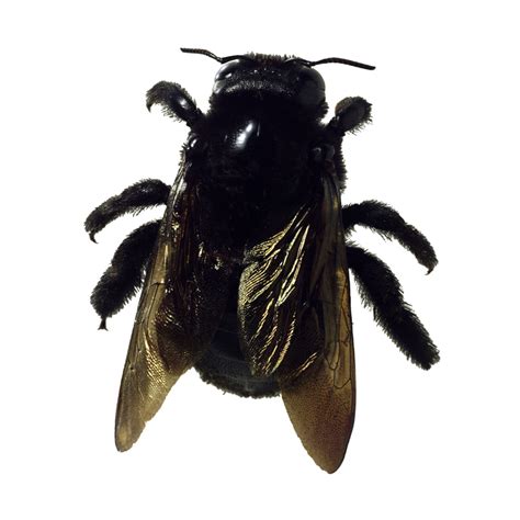 Carpenter Bees Sting