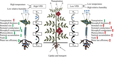Systemic effects of the vapor pressure deficit on the physiology and ...