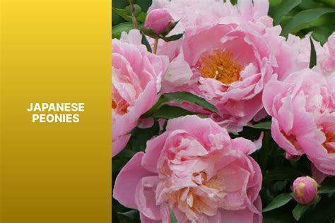 Japanese Peonies - The Green Thumb Chronicles: Cultivating a Garden ...