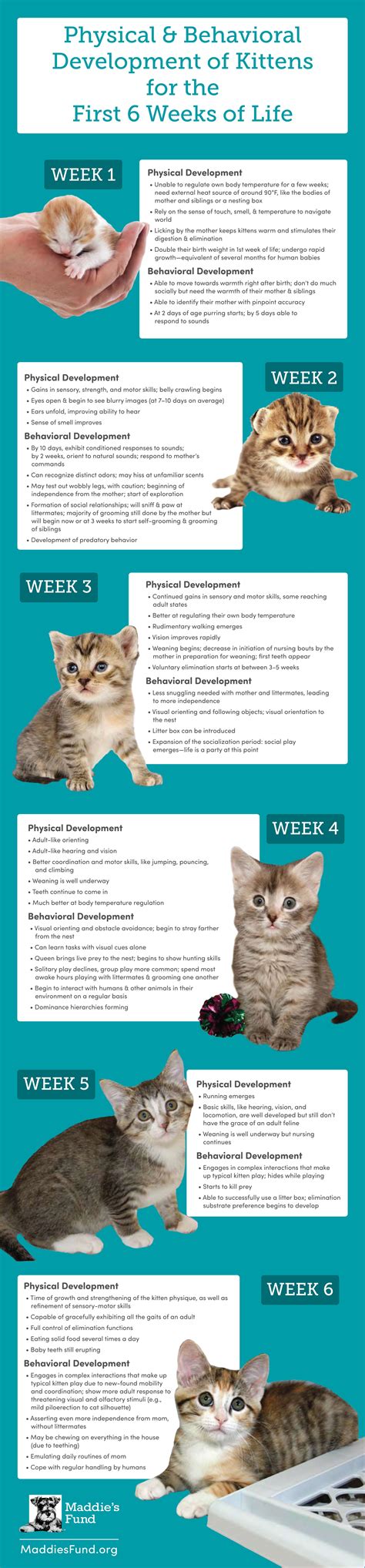 Kitten Growth Chart Pictures
