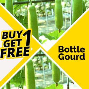 Kraft Seeds Bottle Gourd F1 Hybrid Seed Price in India - Buy Kraft ...