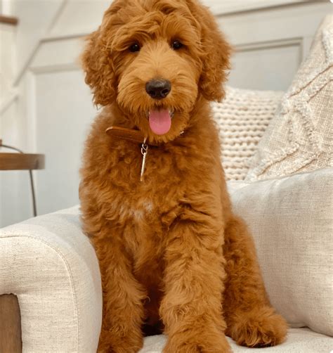 Medium Goldendoodle Size