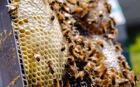 春季养蜂技术及注意事项 - 养蜂技术 - 酷蜜蜂