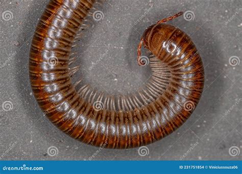 Millipedes Order Invertebrates Belonging To The Phylum Arthropoda Stock Photography ...
