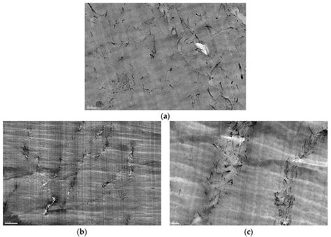Mechanical and Electrical Properties of Elastomer Nanocomposites Based ...