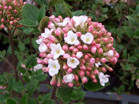Viburnum burkwoodii 'Anne Russell' - Greenseasons