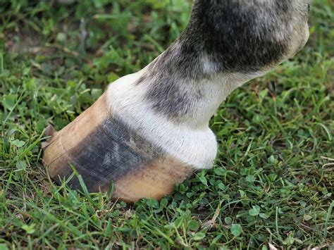 Appaloosa Horses with Striped Hooves - The Equinest