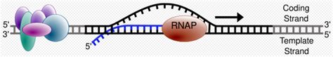 Transcription | Encyclopedia MDPI