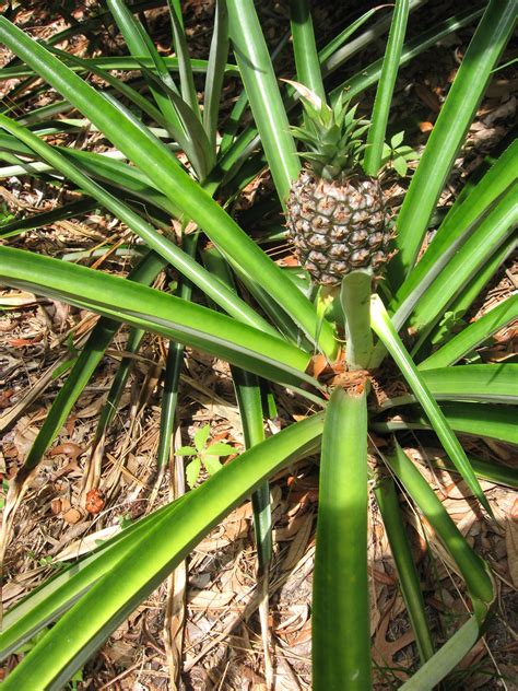 How Many Pineapples Grow On A Tree at Ava Oshaughnessy blog