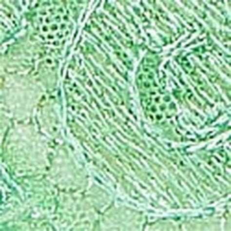 Min 50% off on Women's Panties and Underwear Sale | Victoria's Secret India