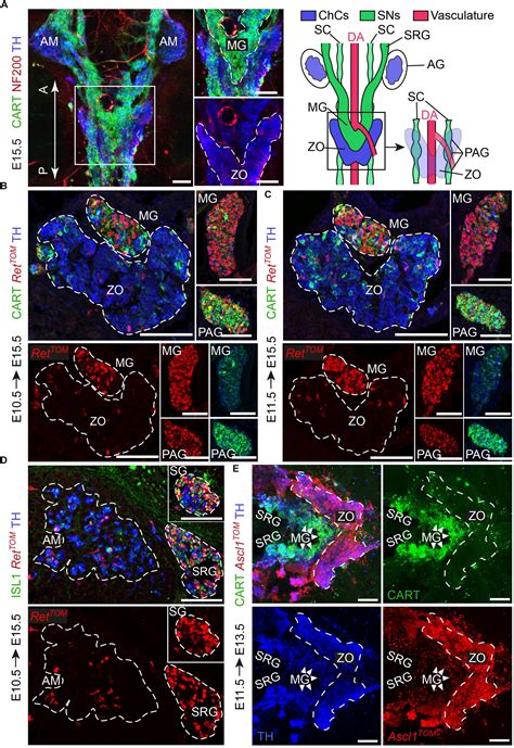 Frontiers | Schwann Cell Precursors Generate the Majority of Chromaffin ...