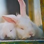 Image result for Pics of Rabbit Ears