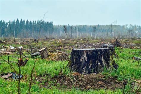 Human Impact On the Environment 的图像结果