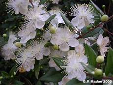 fiori di mirto monte linas la flora della sardegna fiori di mirto monte linas la flora della sardegna